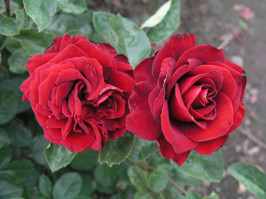růže Schwarze Madonna