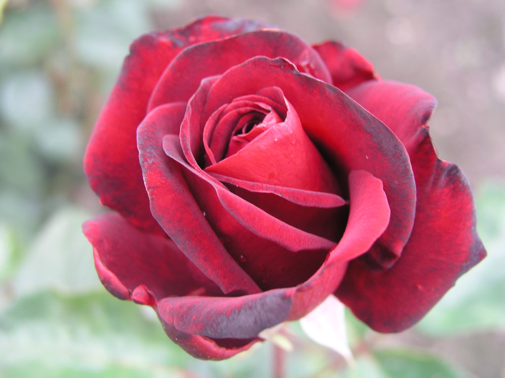 růže Schwarze Madonna