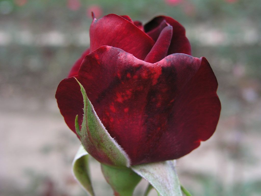 růže Schwarze Madonna