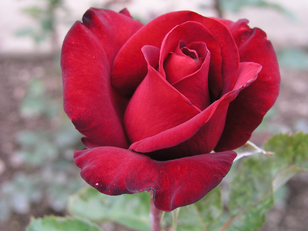 růže Schwarze Madonna