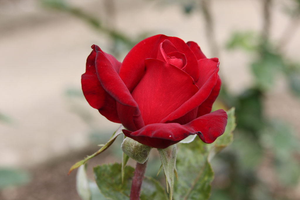 růže Schwarze Madonna