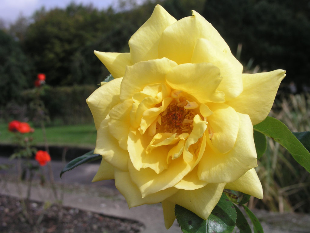 růže Schweizer Gold