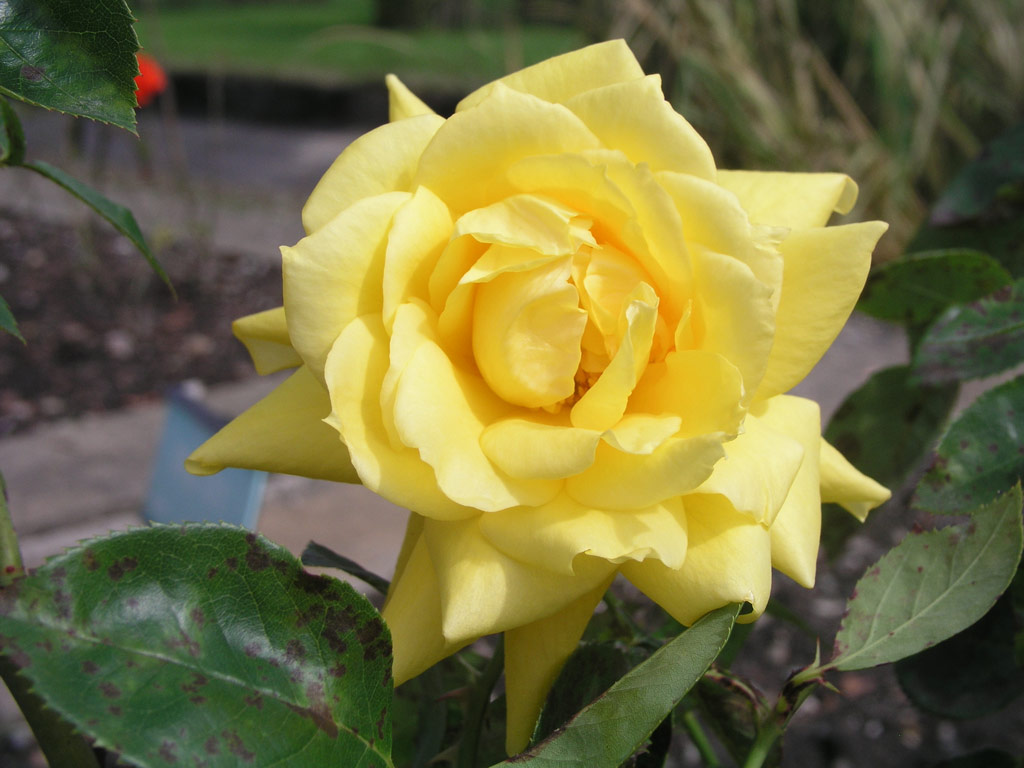 růže Schweizer Gold