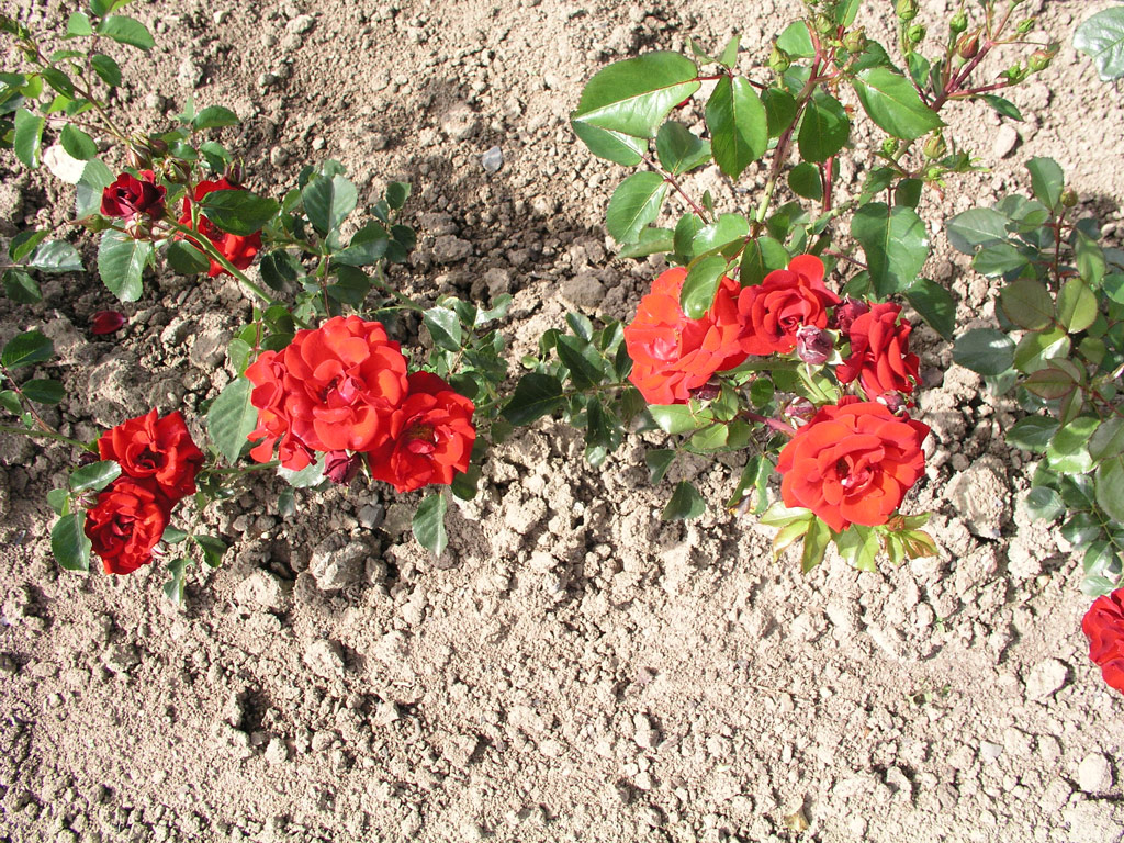 růže Schweizer Gruss