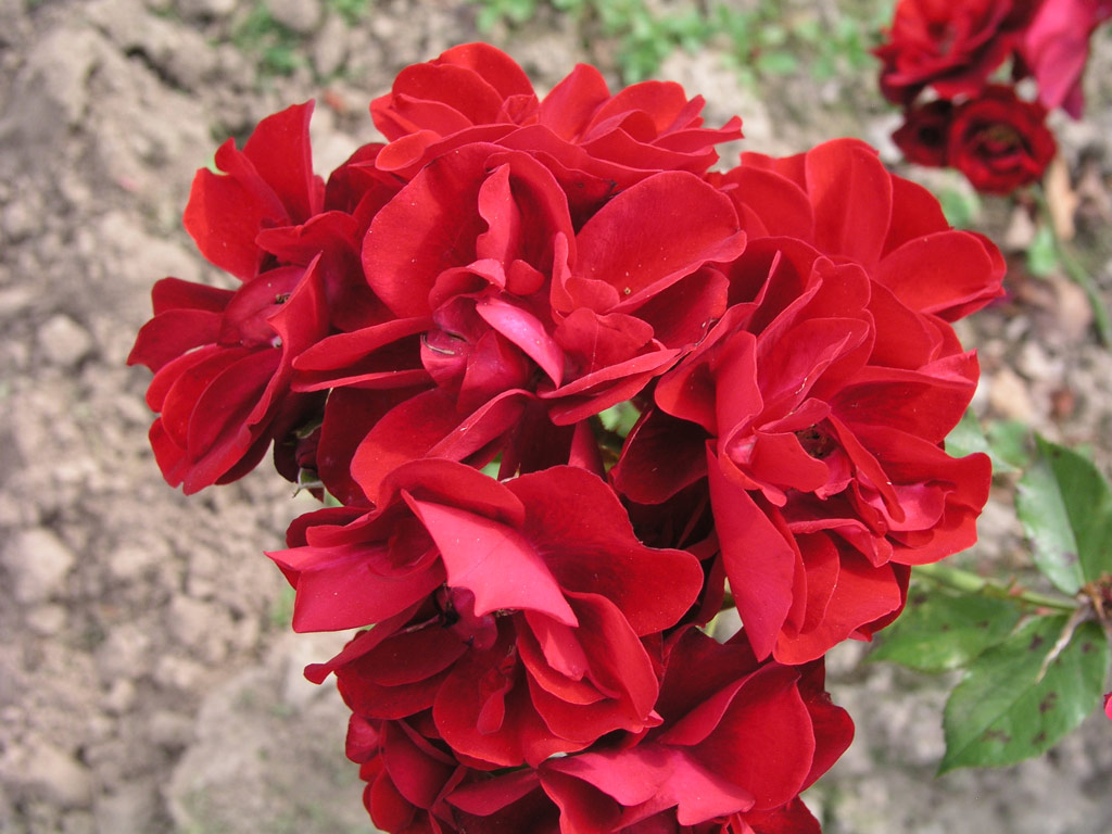 růže Schweizer Gruss