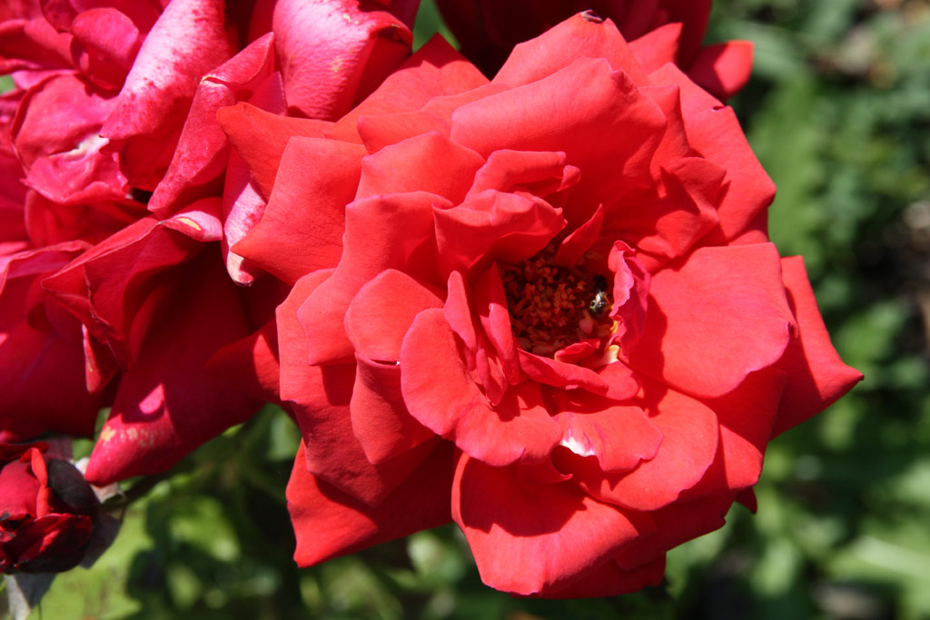 růže Schweizer Gruss