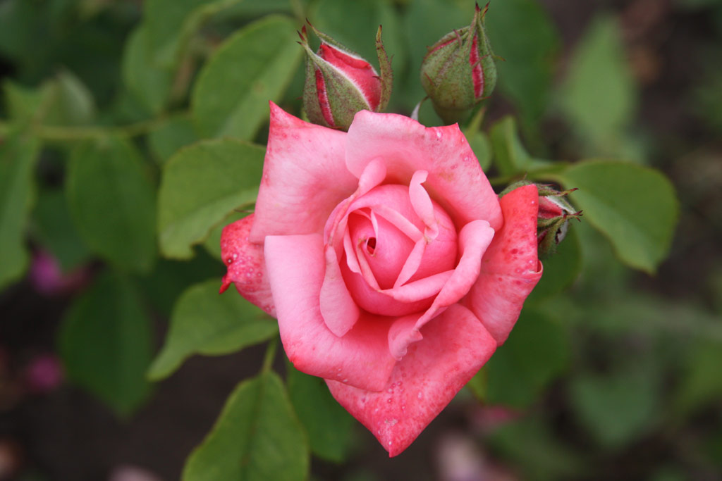 růže Semmelweis Ignc Emlke