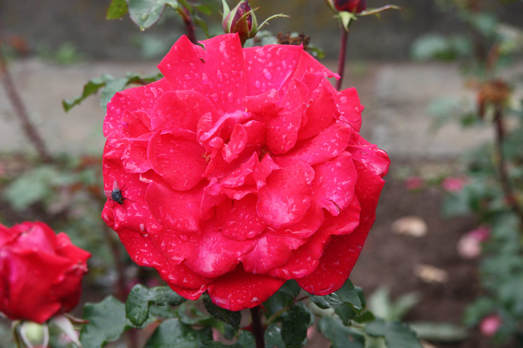 růže Senator Burda