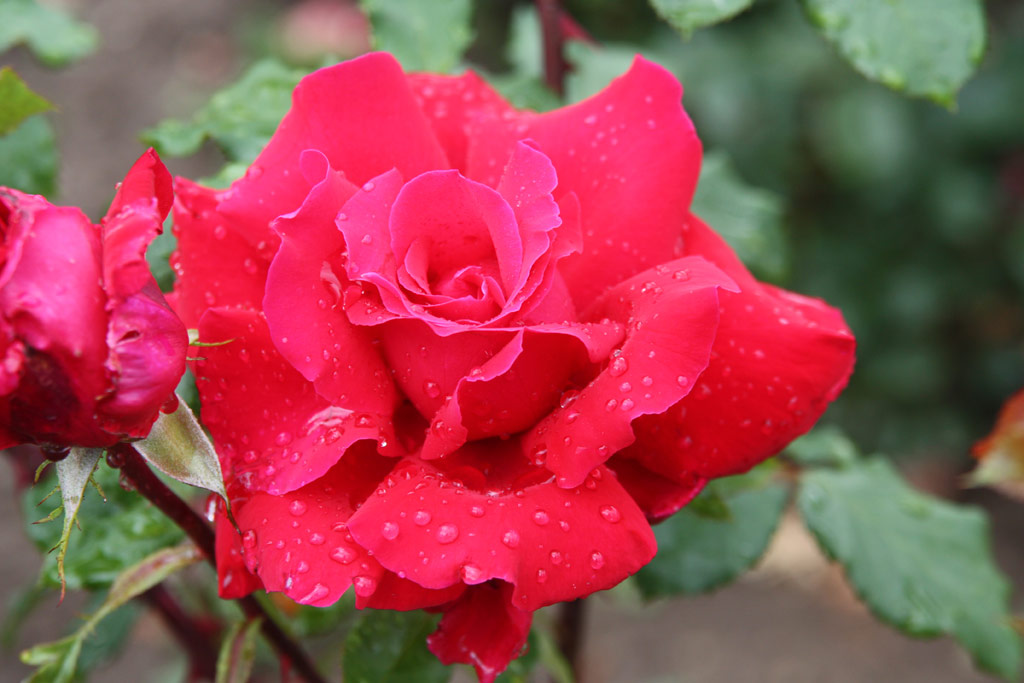 růže Senator Burda