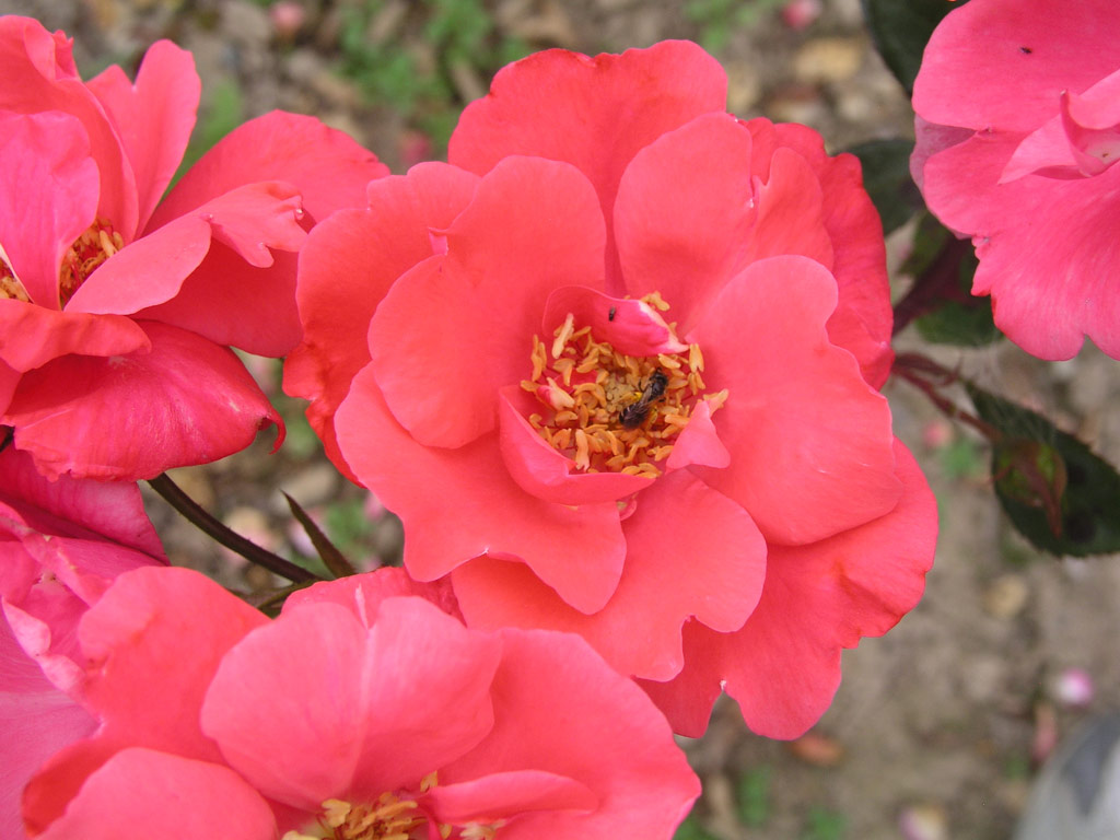 růže Se?ora de Carulla