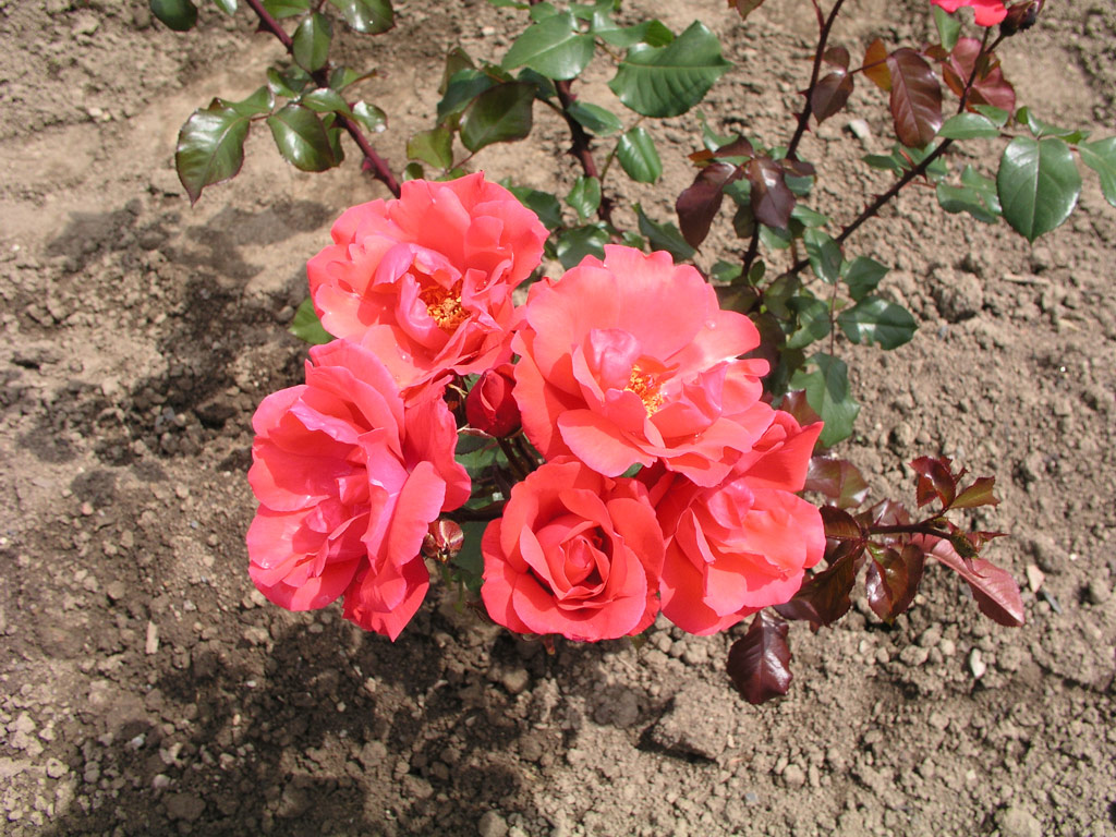 růže Se?ora de Carulla