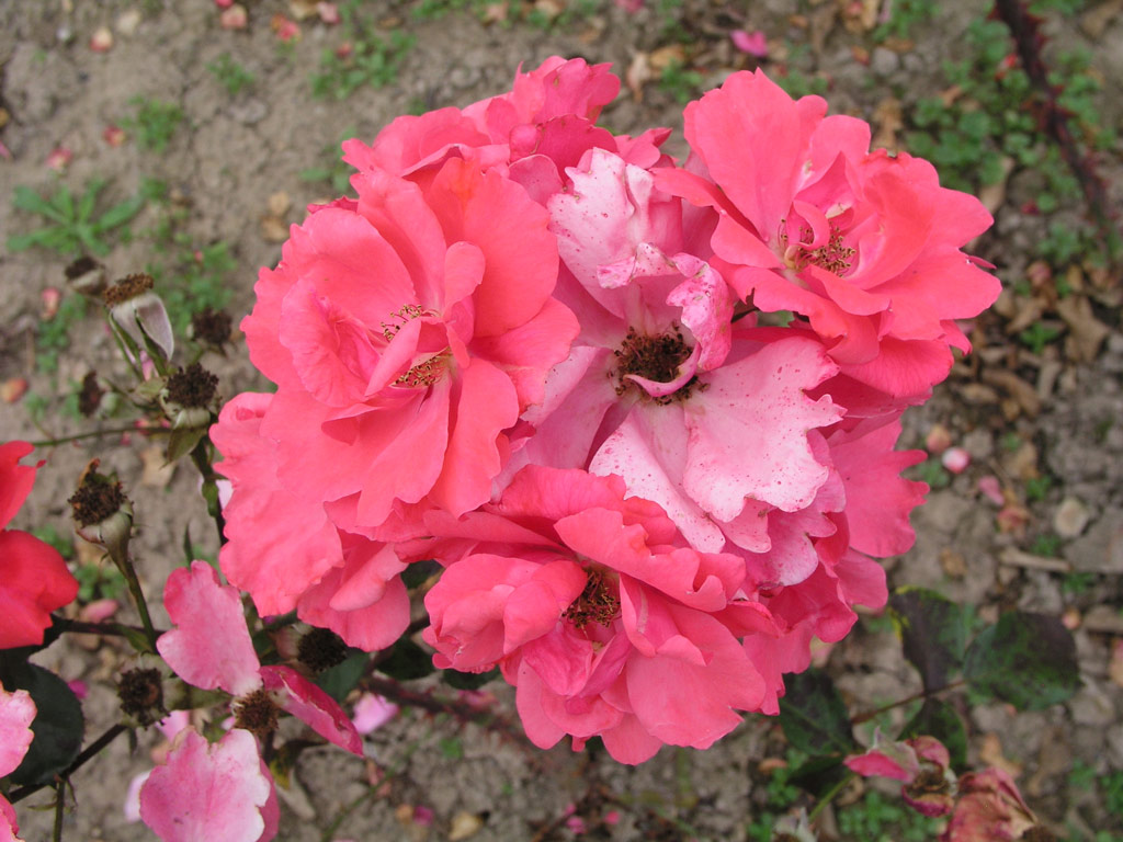 růže Se?ora de Carulla