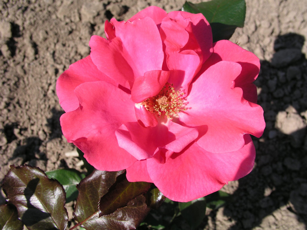 růže Se?ora de Carulla