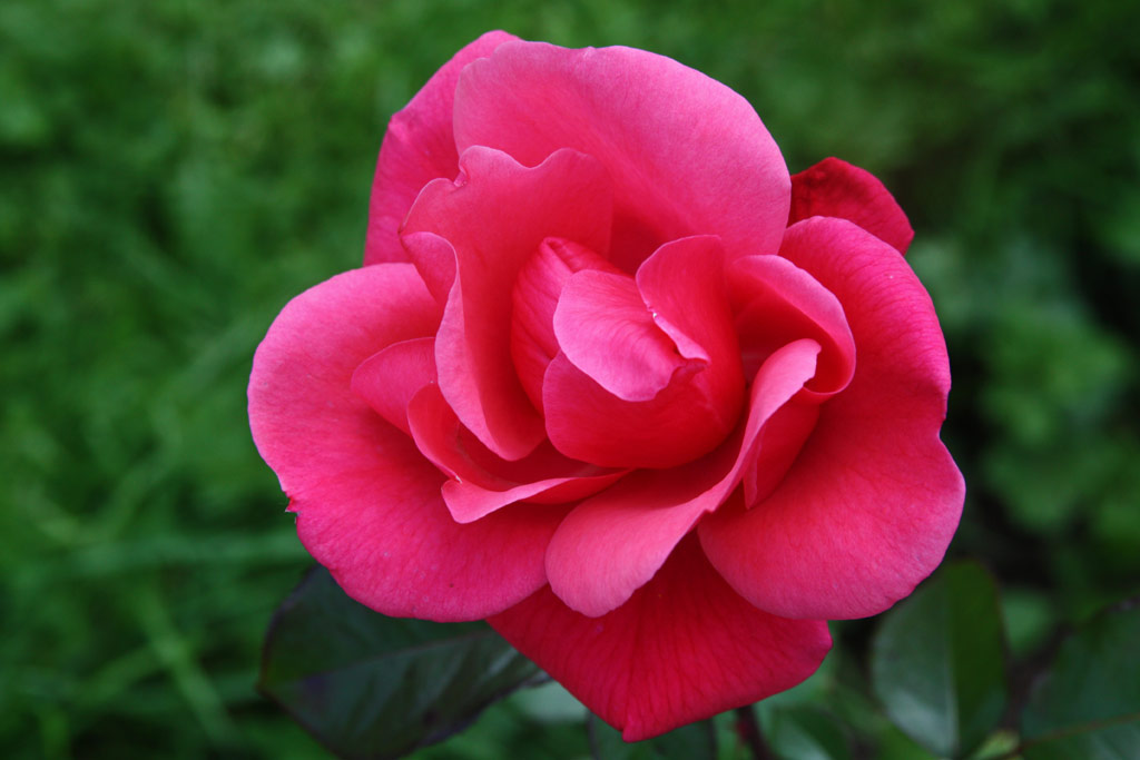 růže Se?ora de Carulla