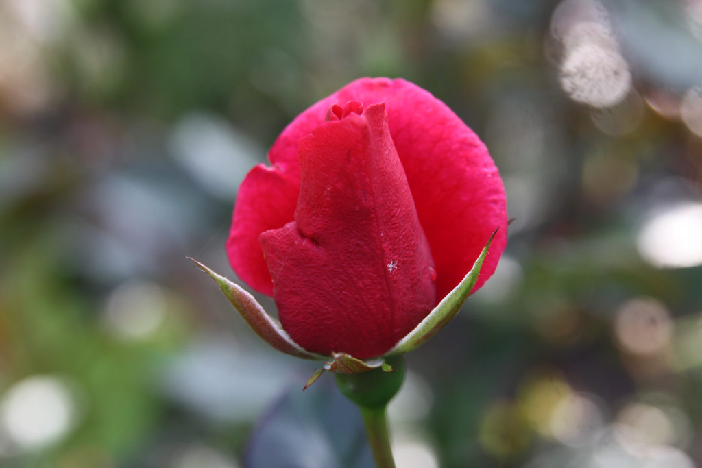 růže Se?ora de Carulla