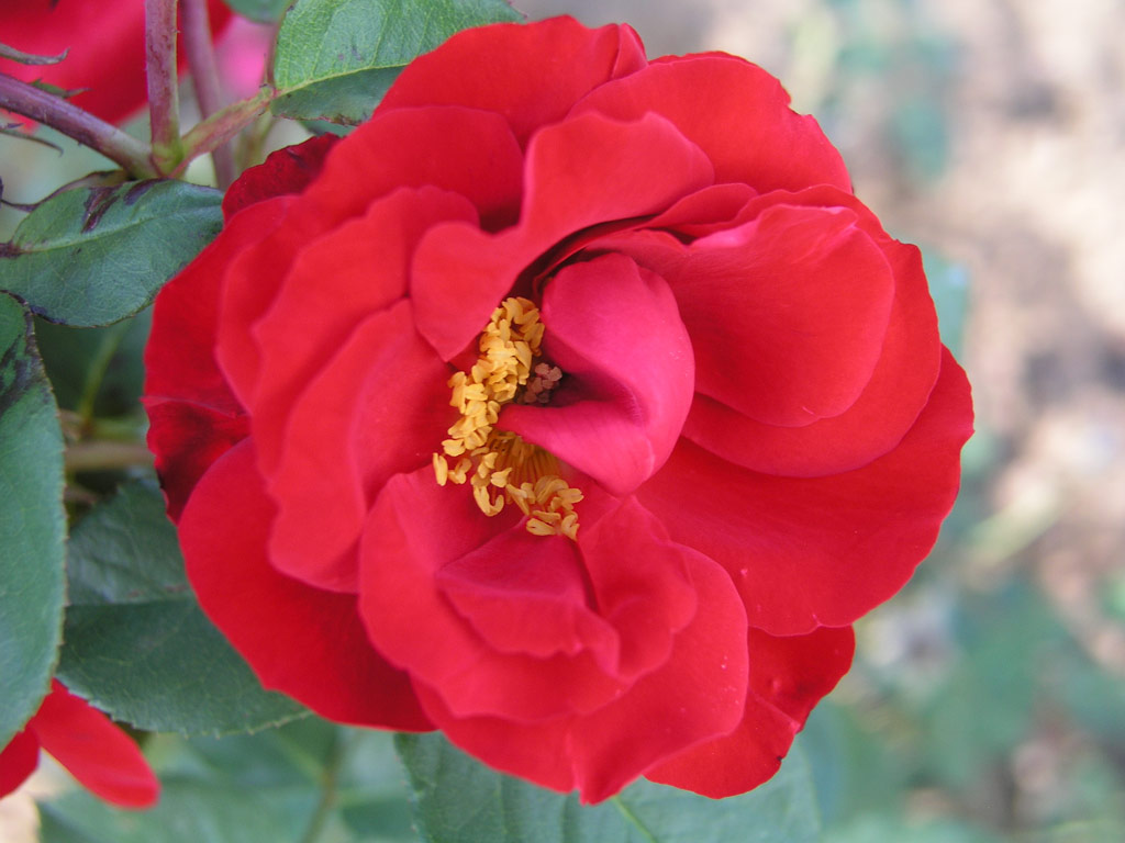 růže Sensass Delbard