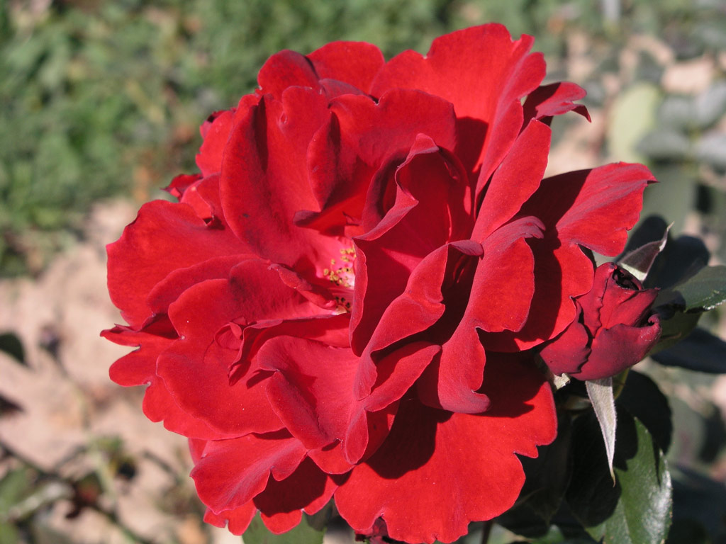 růže Sensass Delbard