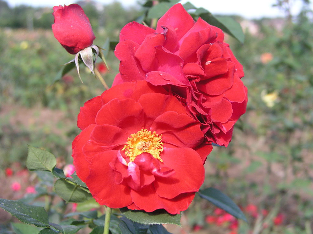 růže Sensass Delbard