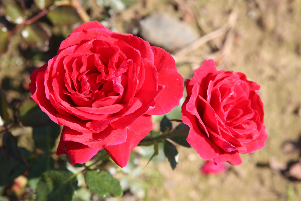 růže Sensass Delbard