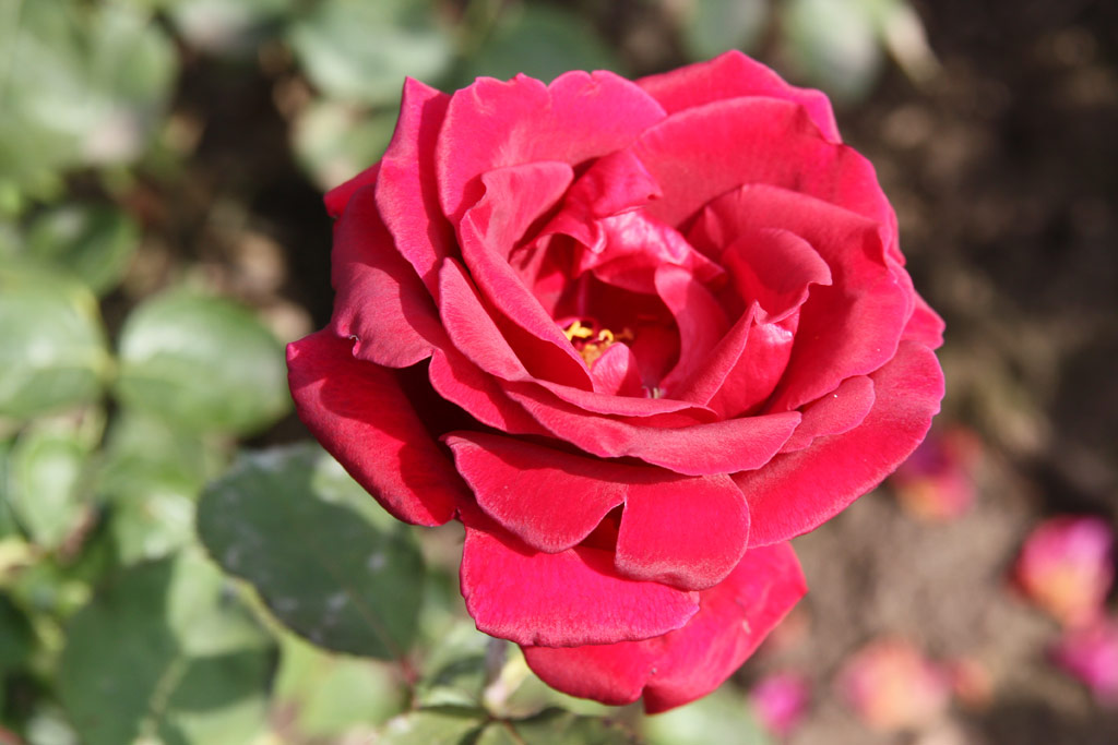 růže Sergent Ulmann