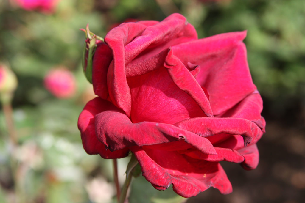 růže Sergent Ulmann