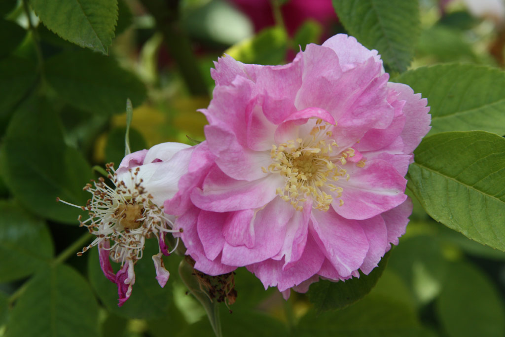 růže Serratipetala