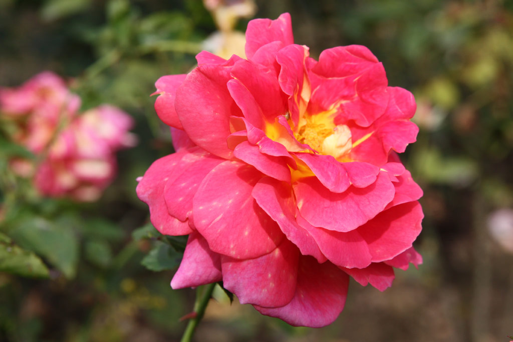 růže Shades of Autumn