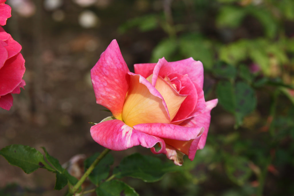 růže Shades of Autumn