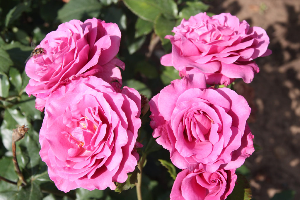 růže Shocking Blue