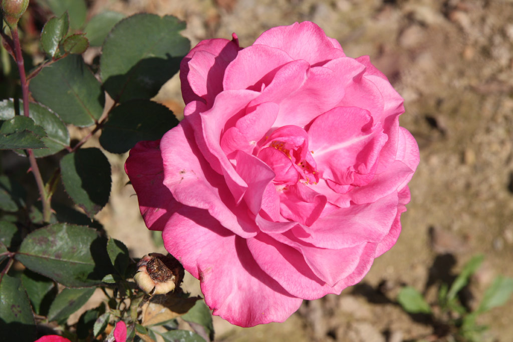 růže Shocking Blue