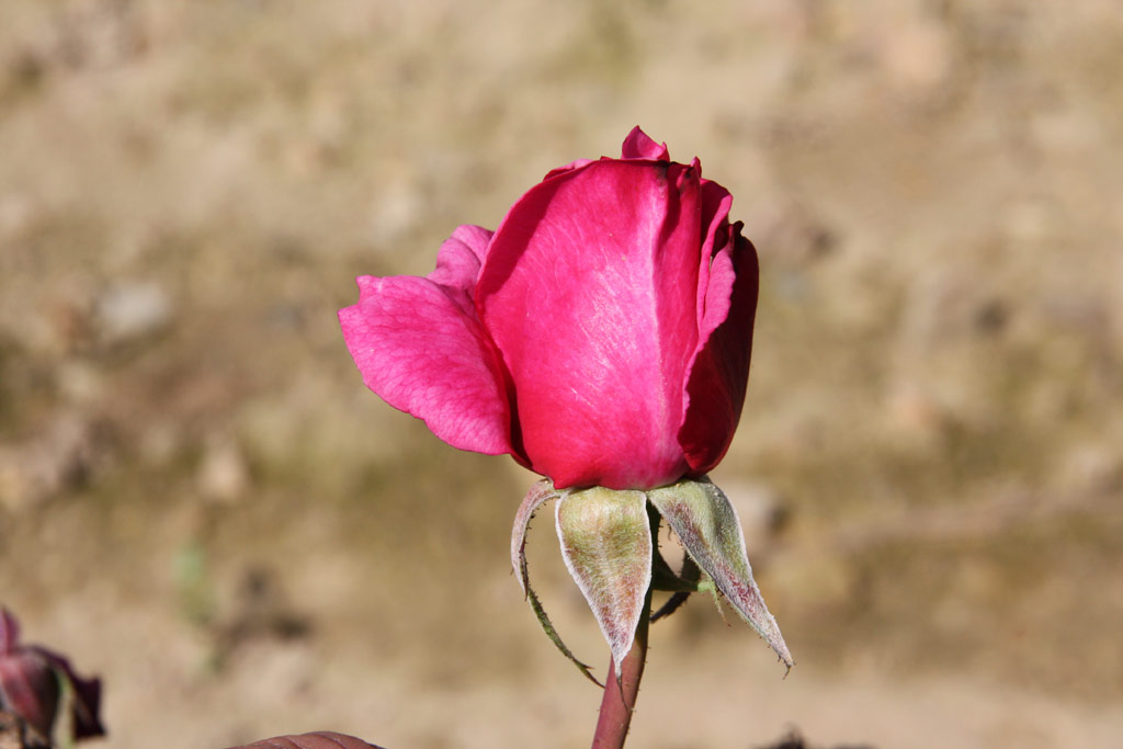 růže Shocking Blue