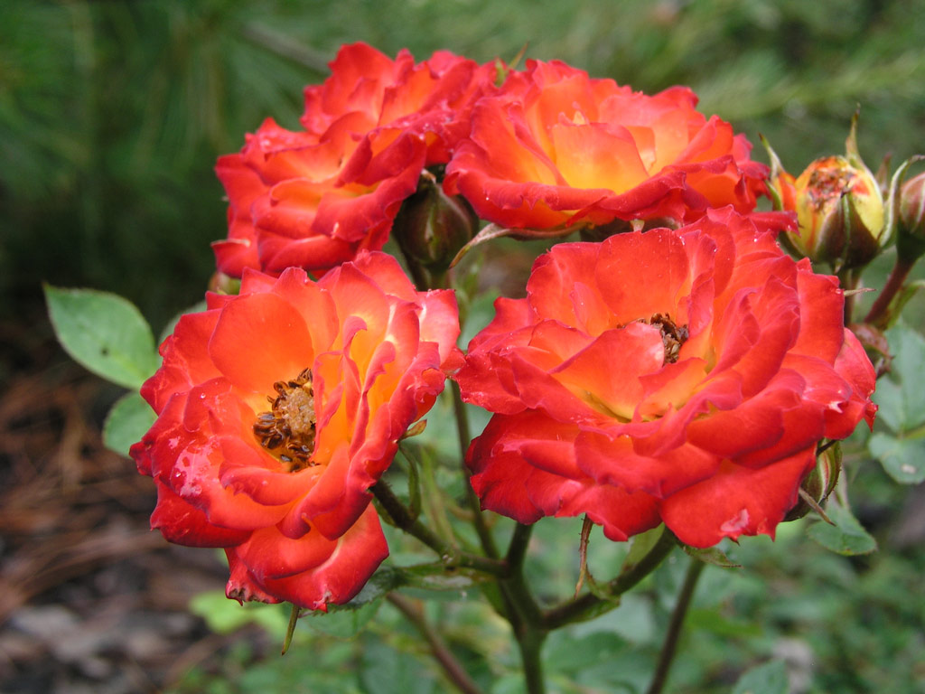 růže Shooting Star