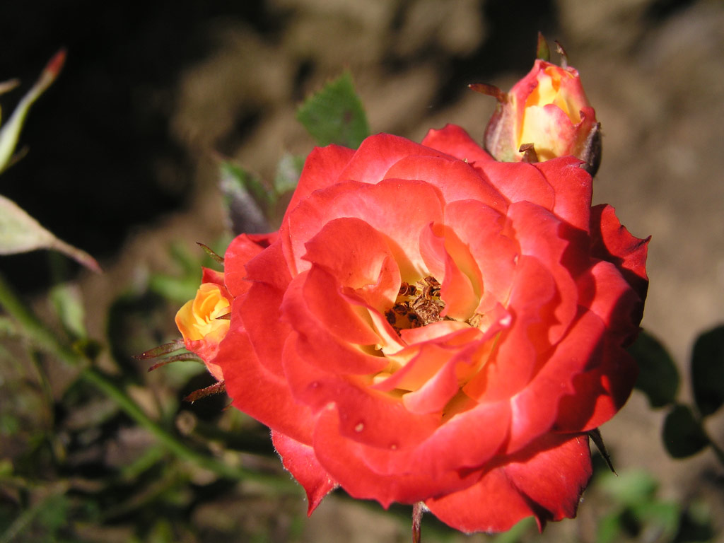 růže Shooting Star