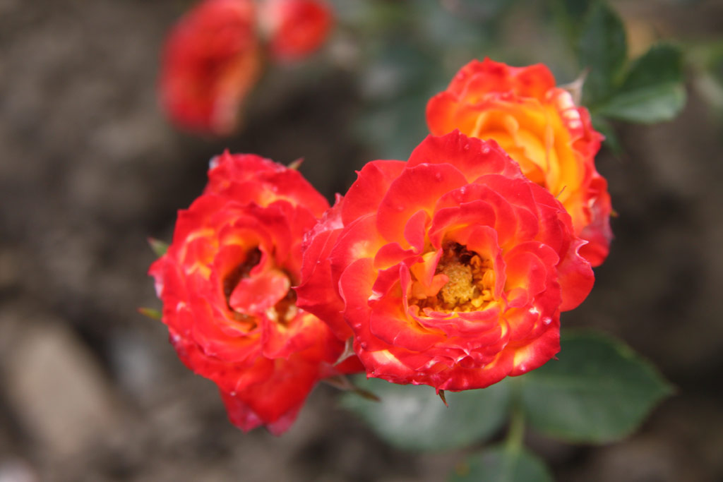 růže Shooting Star