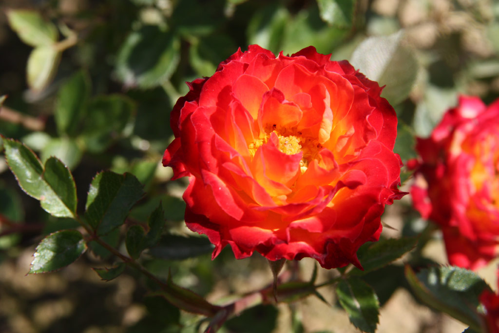 růže Shooting Star