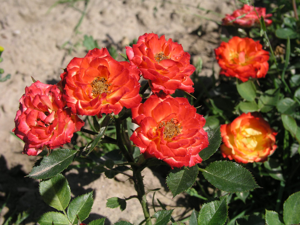 růže Shooting Star