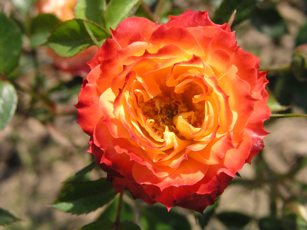 růže Shooting Star