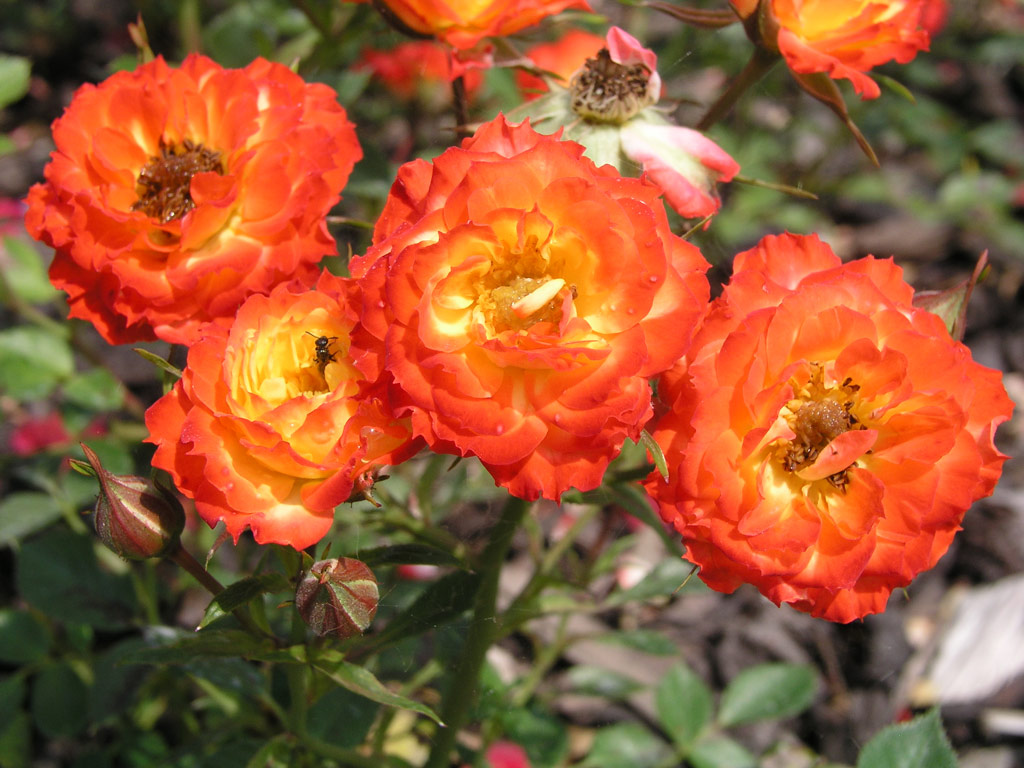 růže Shooting Star