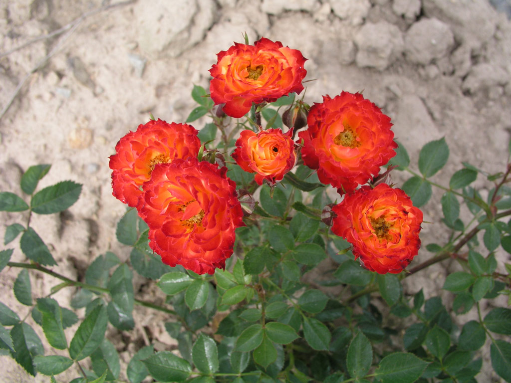 růže Shooting Star