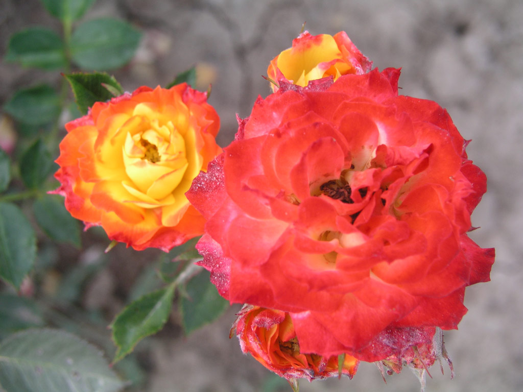 růže Shooting Star