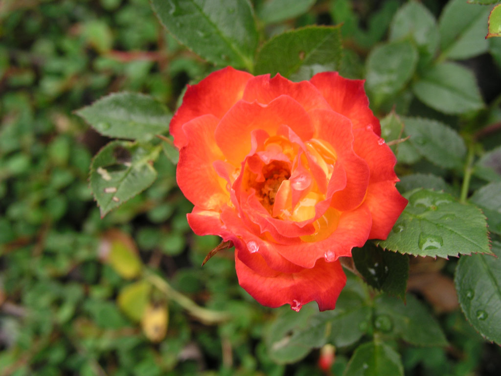 růže Shooting Star