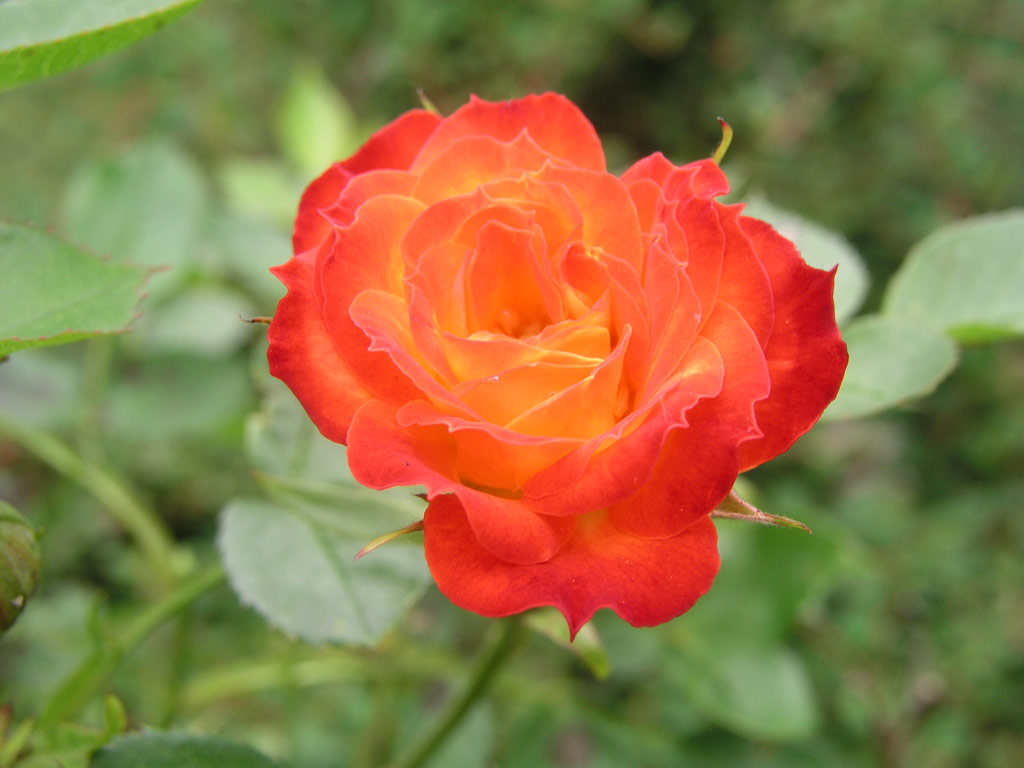 růže Shooting Star