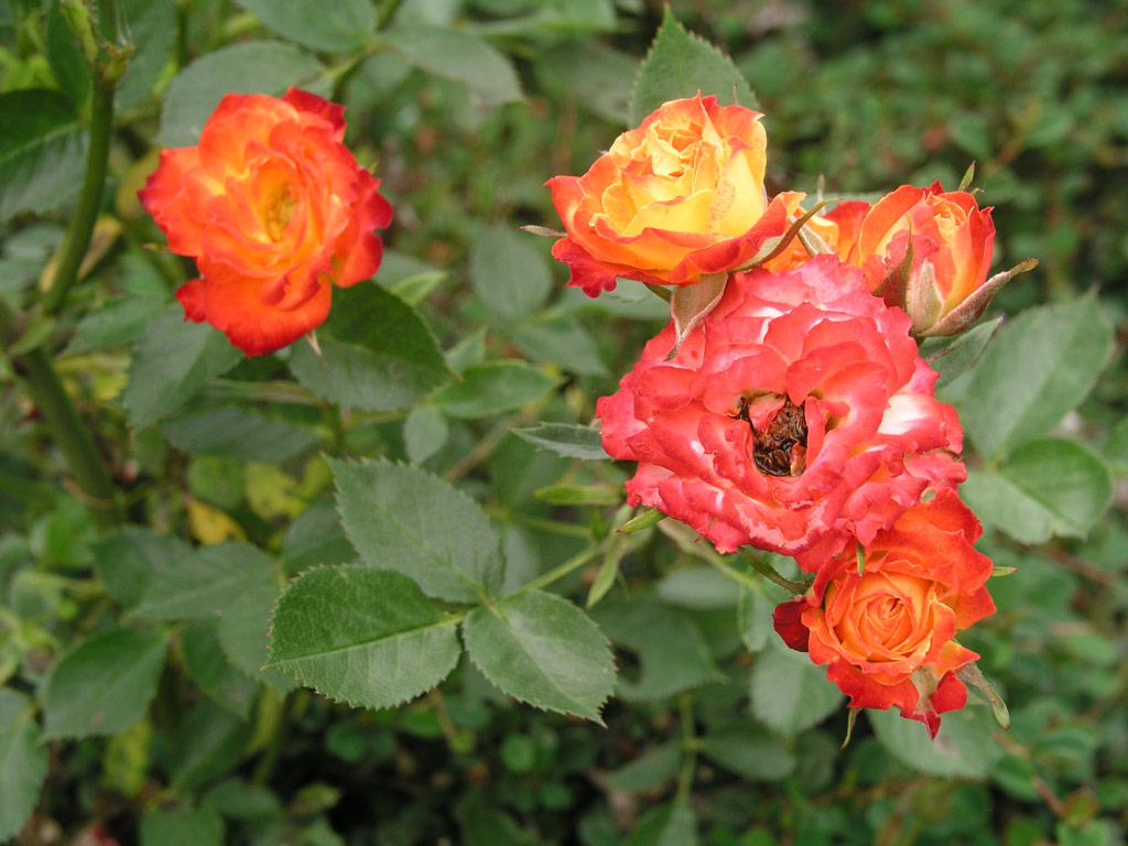 růže Shooting Star