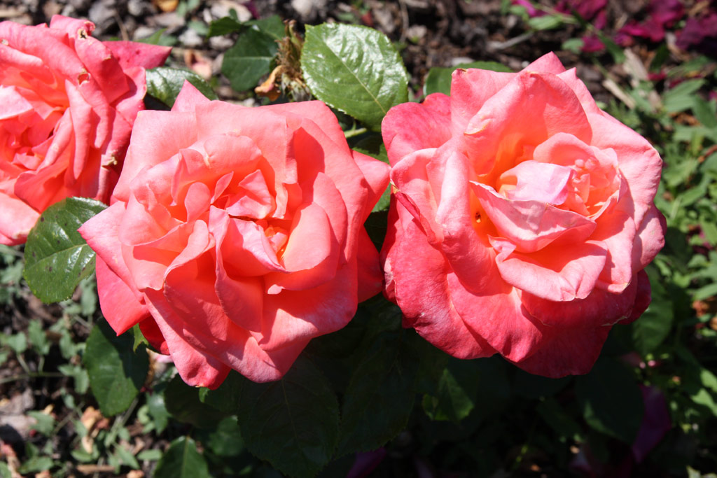 růže Silver Jubilee