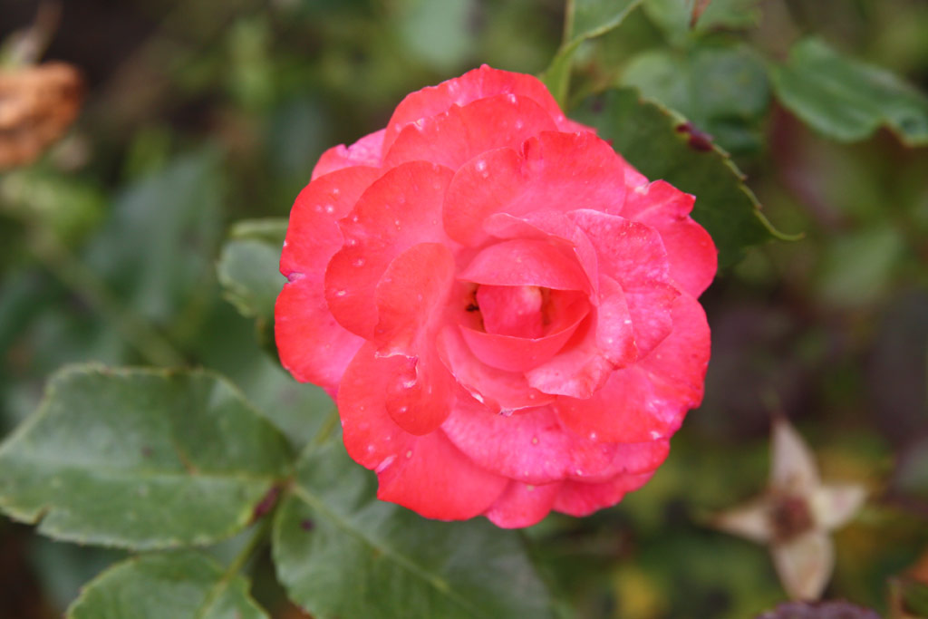 růže Sinka Istvn Emlke