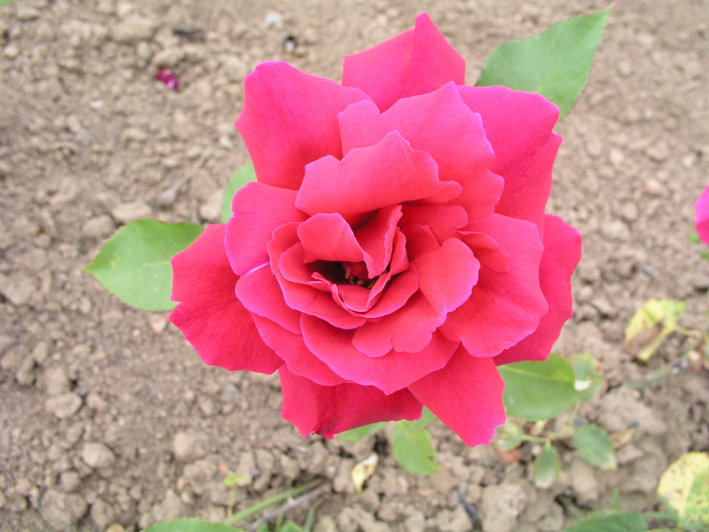 růže Sir Davis Davis