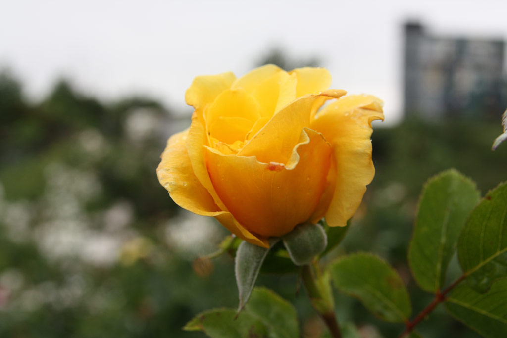 růže Skciai Szent Margit Emlke