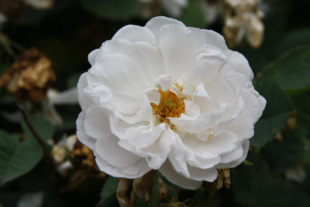 růže Small Double White