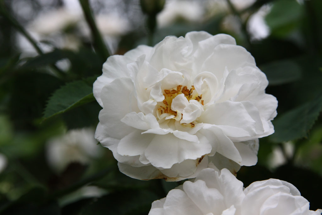 růže Small Double White