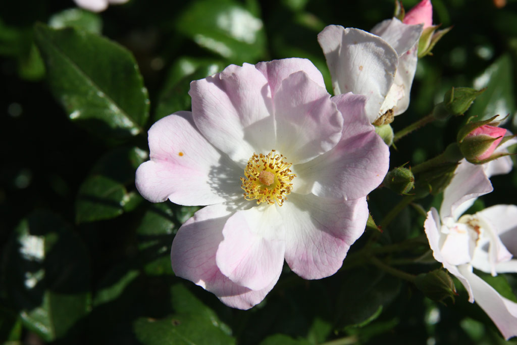 růže Smart Meidiland